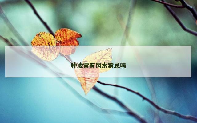 种凌霄有风水禁忌吗