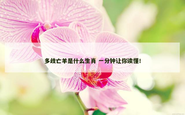 多歧亡羊是什么生肖 一分钟让你读懂！