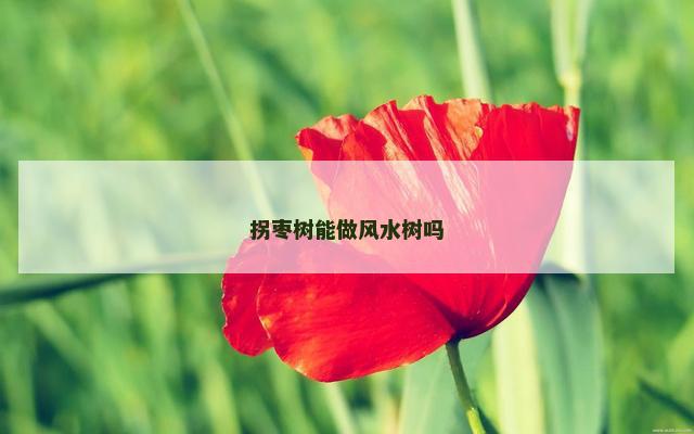 拐枣树能做风水树吗