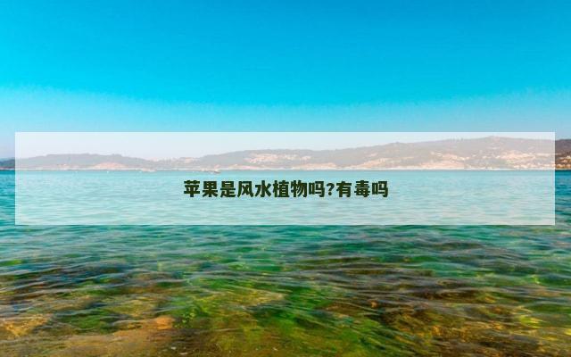 苹果是风水植物吗?有毒吗