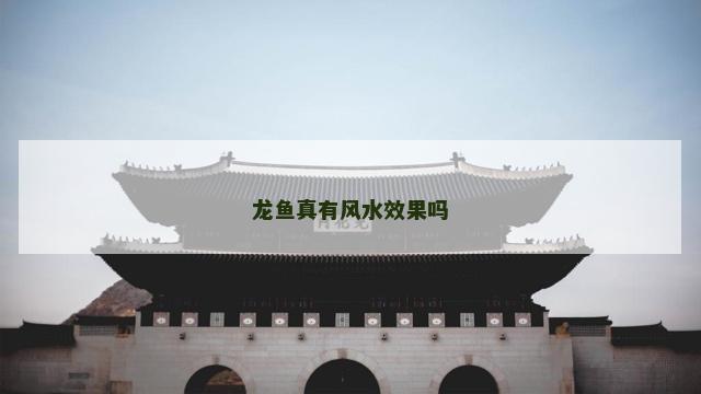 龙鱼真有风水效果吗 龙鱼真有风水效果吗
