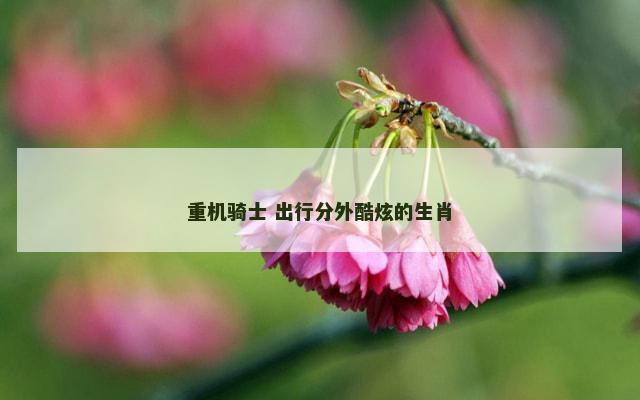 重机骑士 出行分外酷炫的生肖