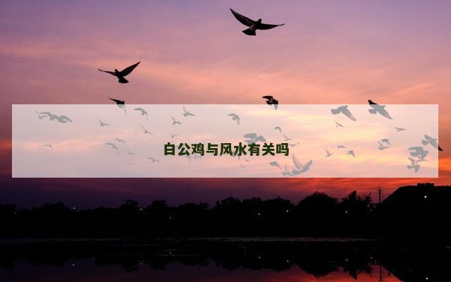 白公鸡与风水有关吗