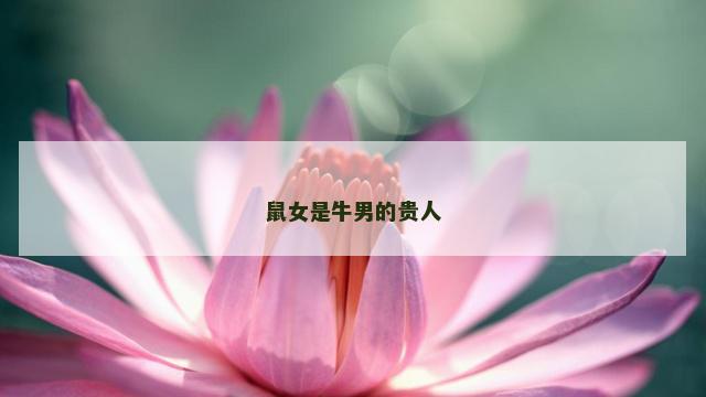 鼠女是牛男的贵人