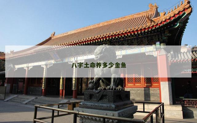 八字土命养多少金鱼