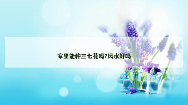 家里能种三七花吗?风水好吗