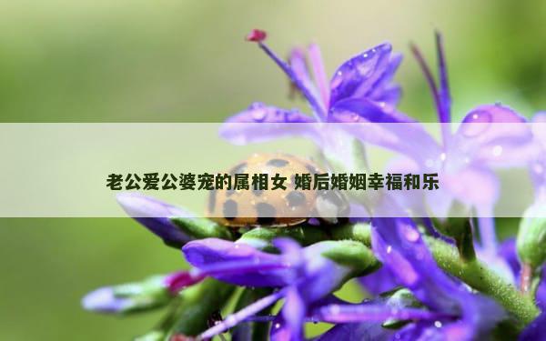 老公爱公婆宠的属相女 婚后婚姻幸福和乐