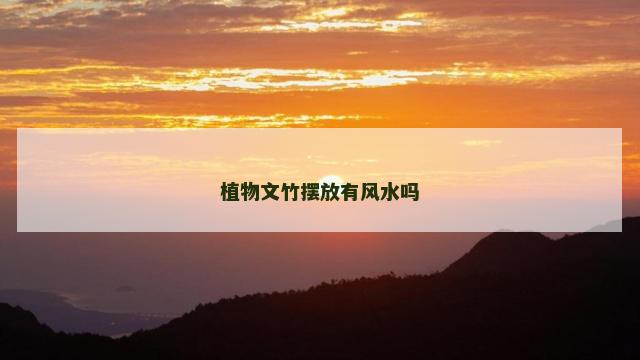 植物文竹摆放有风水吗