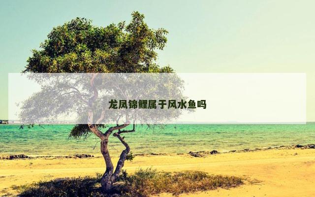 龙凤锦鲤属于风水鱼吗