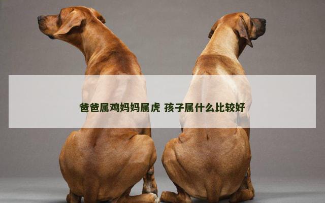 爸爸属鸡妈妈属虎 孩子属什么比较好