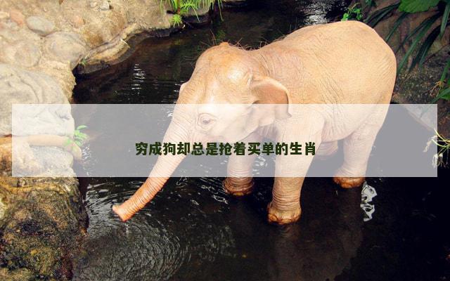 穷成狗却总是抢着买单的生肖