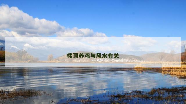 楼顶养鸡与风水有关