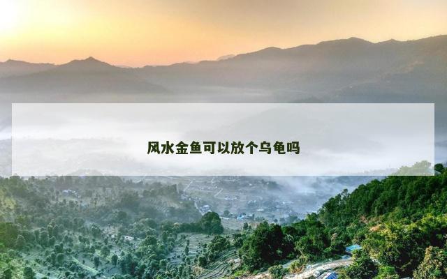 风水金鱼可以放个乌龟吗