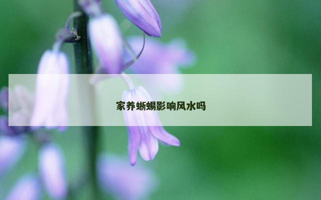 家养蜥蜴影响风水吗