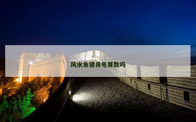 风水鱼猪鼻龟算数吗