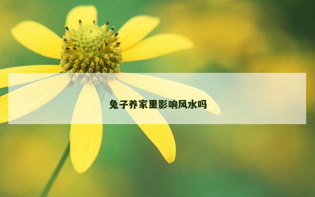 兔子养家里影响风水吗