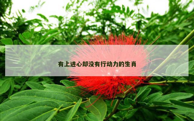 有上进心却没有行动力的生肖 有上进心却没有行动力的生肖