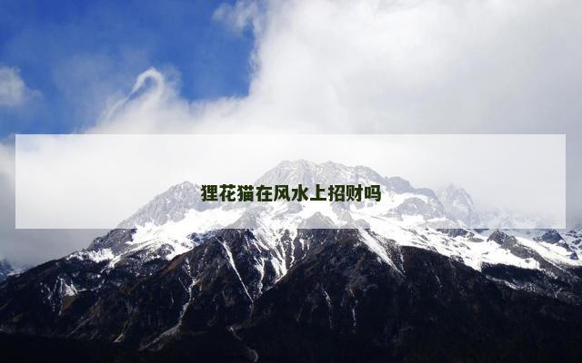 狸花猫在风水上招财吗