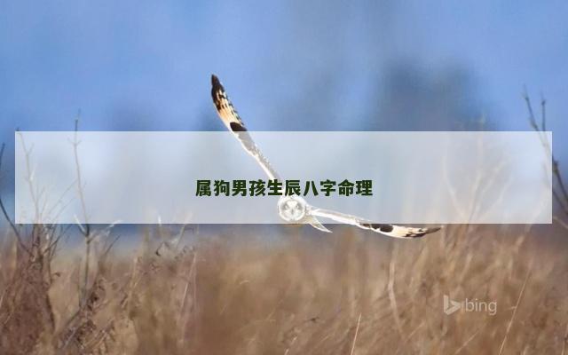 属狗男孩生辰八字命理