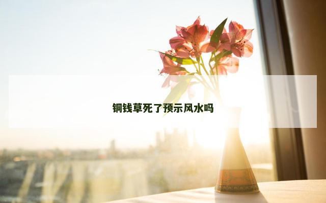 铜钱草死了预示风水吗