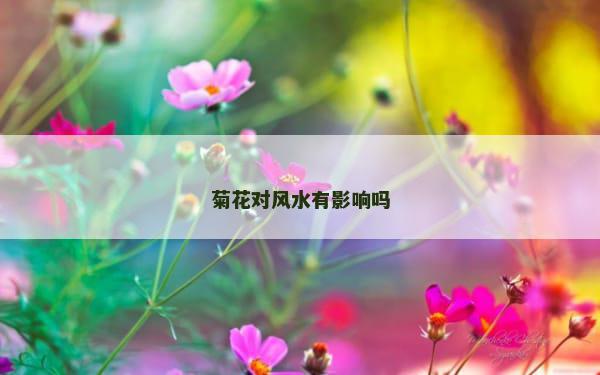 菊花对风水有影响吗