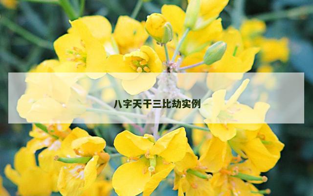 八字天干三比劫实例 八字天干三比劫实例