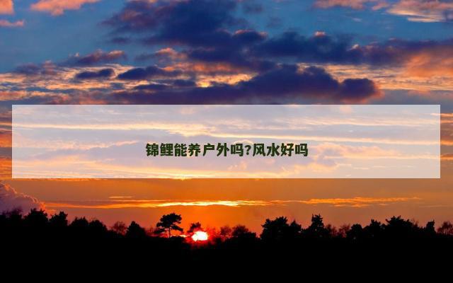 锦鲤能养户外吗?风水好吗