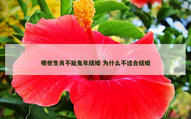 哪些生肖不能兔年结婚 为什么不适合结婚
