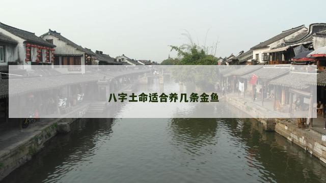 八字土命适合养几条金鱼
