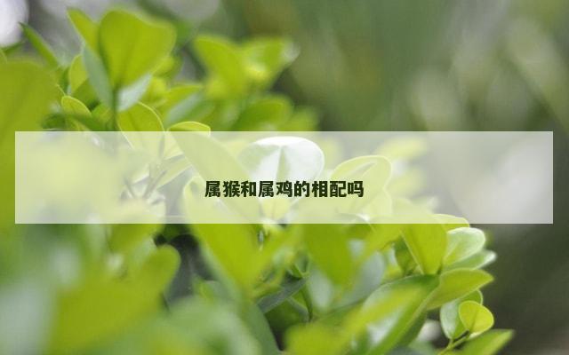 属猴和属鸡的相配吗