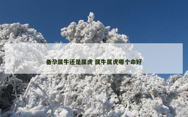 备孕属牛还是属虎 属牛属虎哪个命好