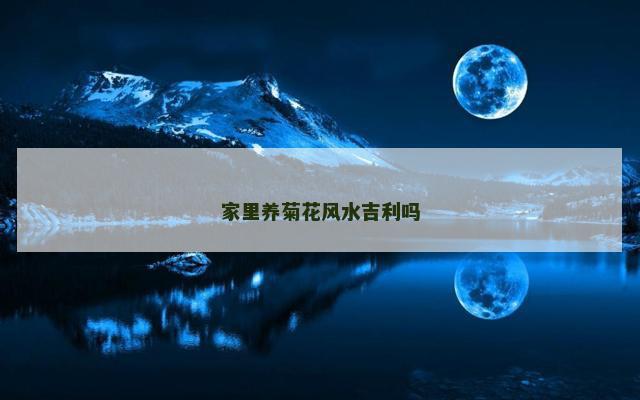家里养菊花风水吉利吗