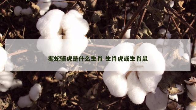 握蛇骑虎是什么生肖 生肖虎或生肖鼠 握蛇骑虎是什么生肖 生肖虎或生肖鼠