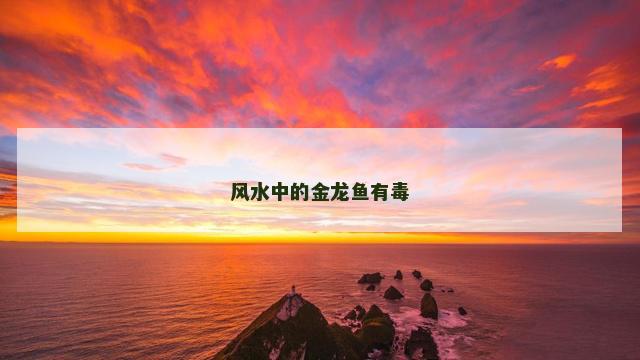 风水中的金龙鱼有毒