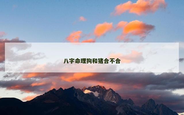 八字命理狗和猪合不合
