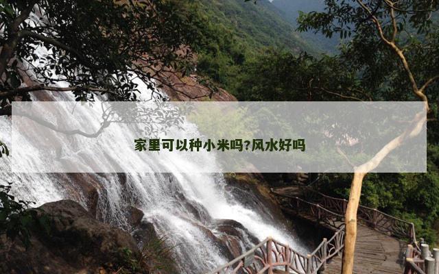 家里可以种小米吗?风水好吗