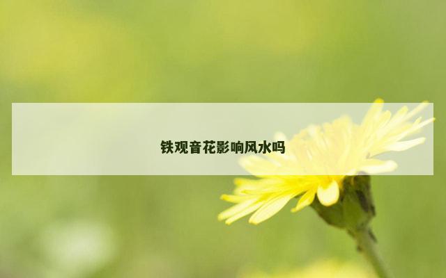 铁观音花影响风水吗