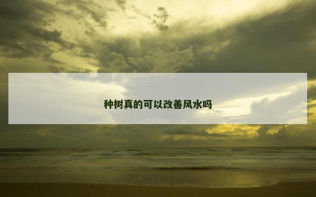 种树真的可以改善风水吗