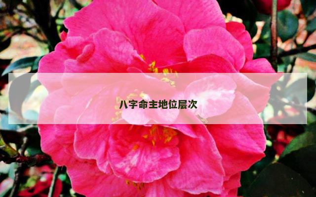 八字命主地位层次