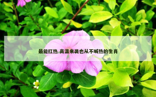 最能扛热 高温来袭也从不喊热的生肖