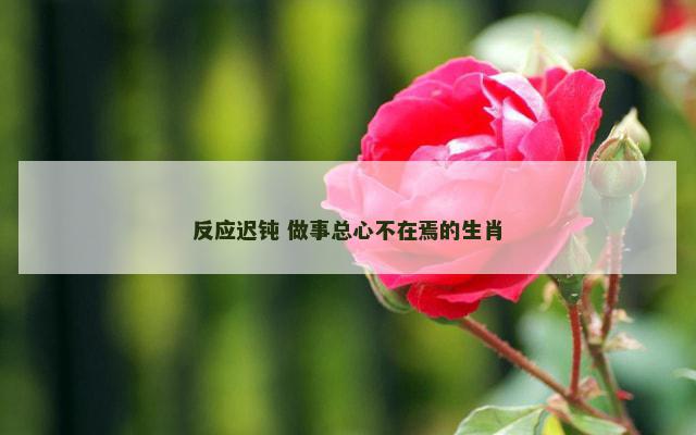 反应迟钝 做事总心不在焉的生肖