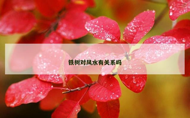 铁树对风水有关系吗