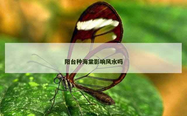 阳台种海棠影响风水吗