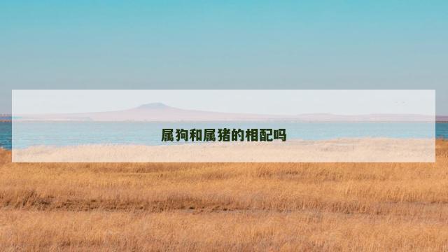 属狗和属猪的相配吗