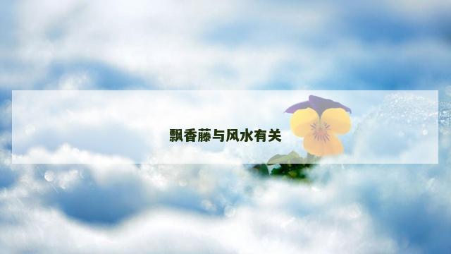 飘香藤与风水有关