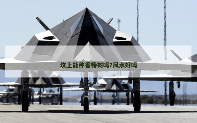 坟上能种香椿树吗?风水好吗