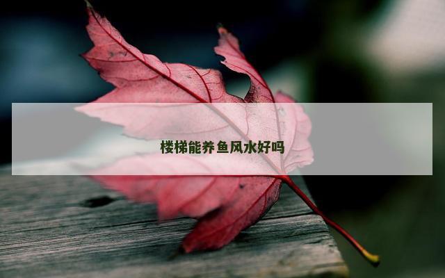 楼梯能养鱼风水好吗