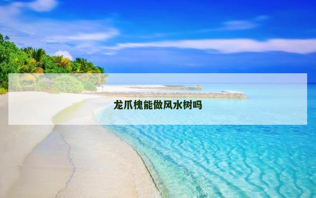 龙爪槐能做风水树吗