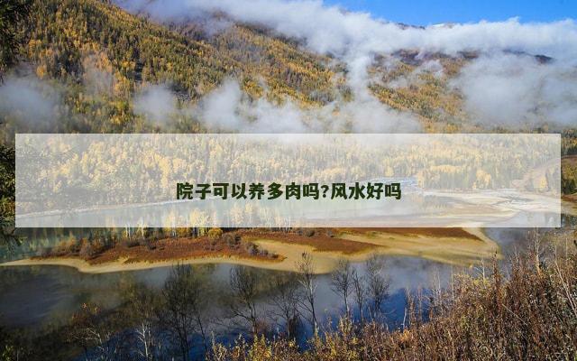 院子可以养多肉吗?风水好吗