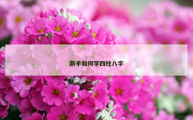 新手如何学四柱八字